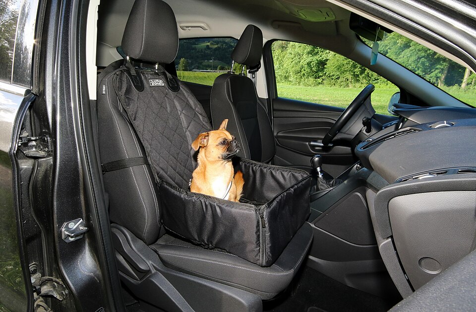 Zdjęcie ilustracyjne: Cute dog inside modern car (50011314403).jpg