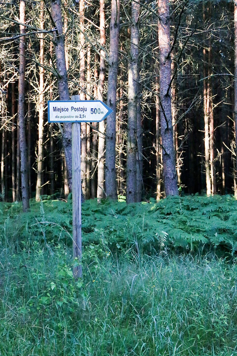 Zdjęcie ilustracyjne: 2021-07 Stobrawski Park Krajobrazowy (01).jpg