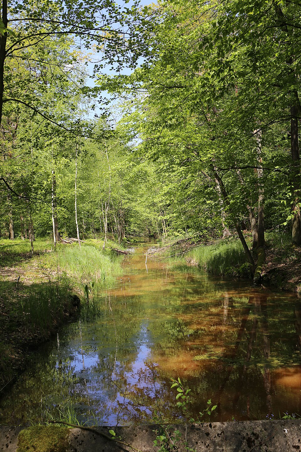 Zdjęcie ilustracyjne: 2019-05 Stobrawski Park Krajobrazowy (02).jpg