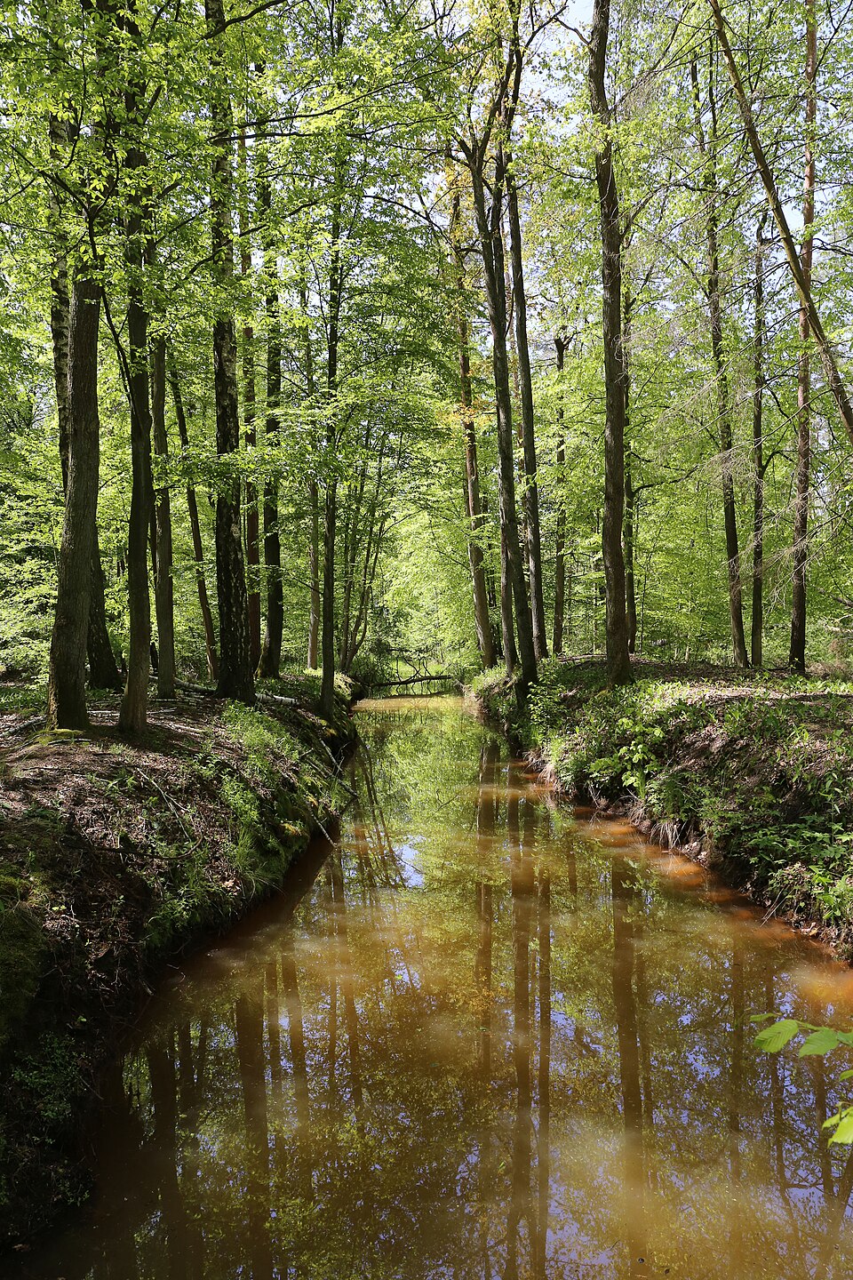 Zdjęcie ilustracyjne: 2019-05 Stobrawski Park Krajobrazowy (04).jpg