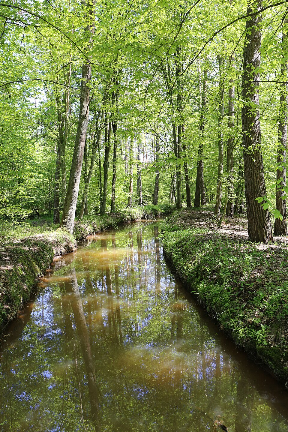 Zdjęcie ilustracyjne: 2019-05 Stobrawski Park Krajobrazowy (05).jpg