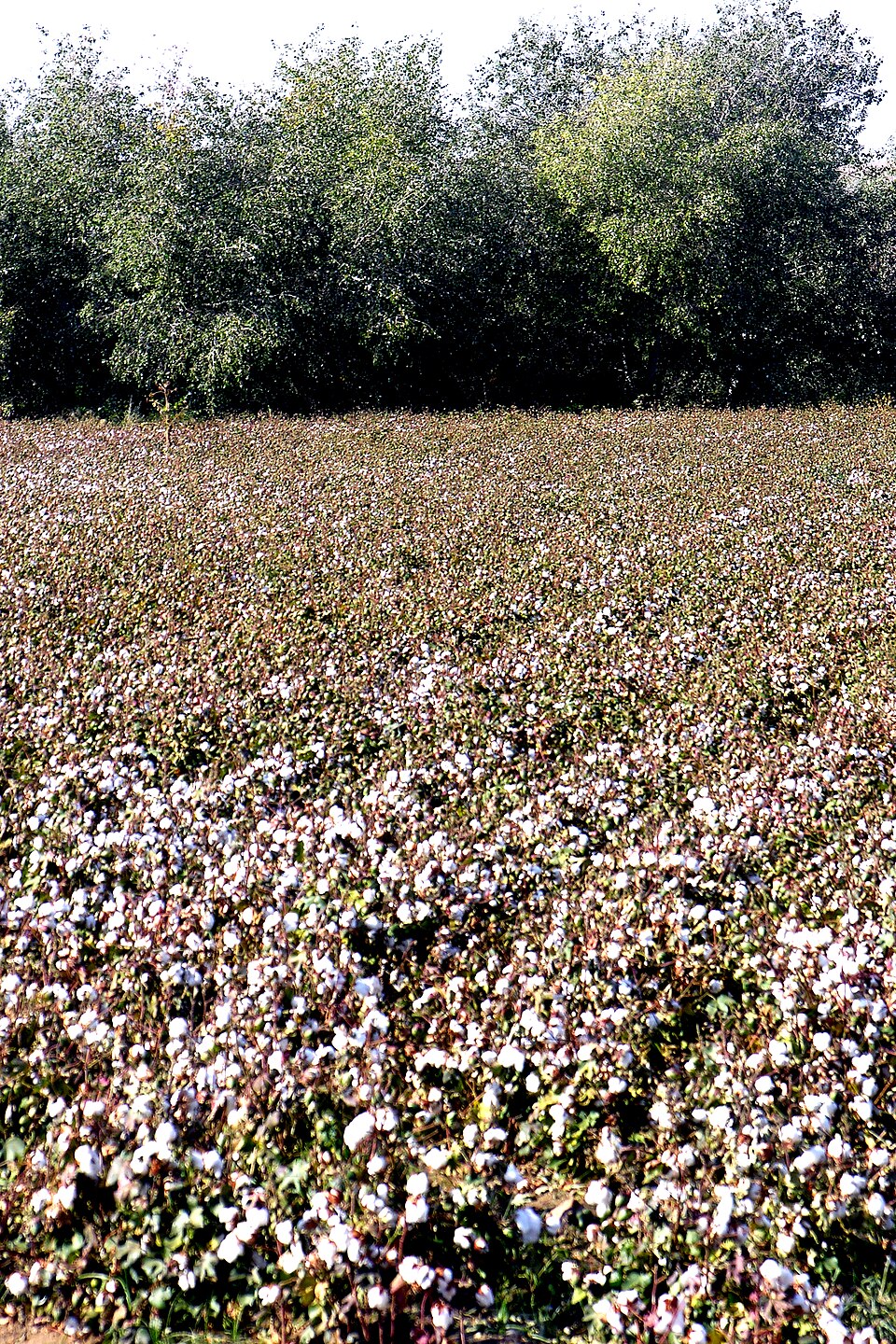 Zdjęcie ilustracyjne: Cotton landscape near Écija.jpg