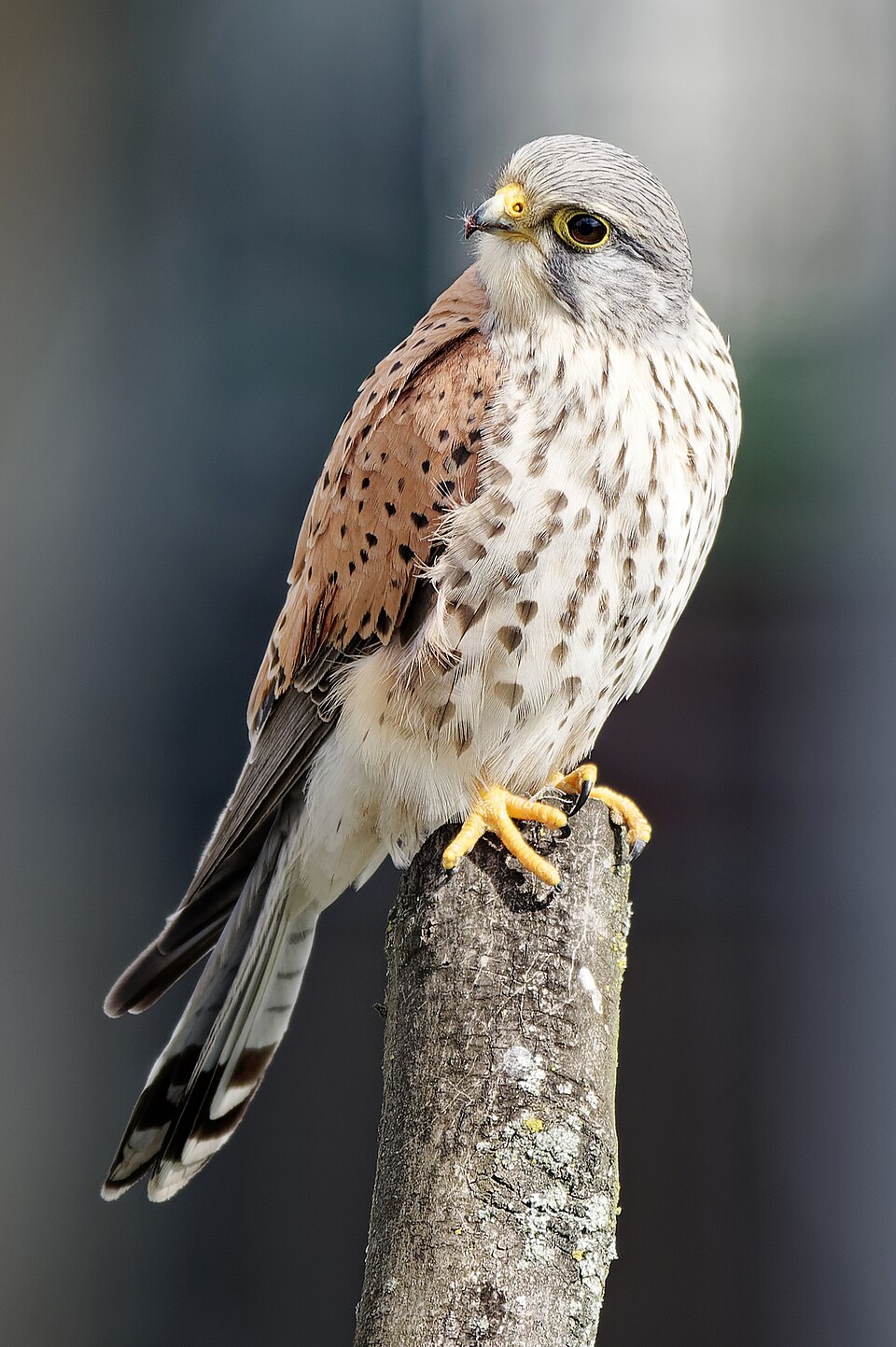 Zdjęcie ilustracyjne: Common kestrel on a tree in Kraków, 20250412 1051 3635.jpg