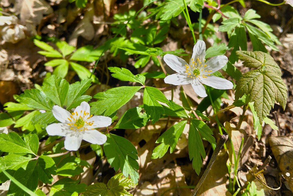 Zdjęcie ilustracyjne: Promno Landscape Park flowers (3).jpg