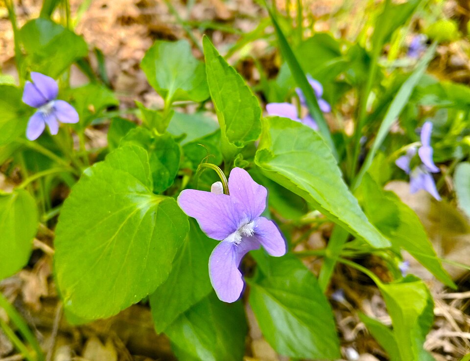 Zdjęcie ilustracyjne: Promno Landscape Park flowers (4).jpg