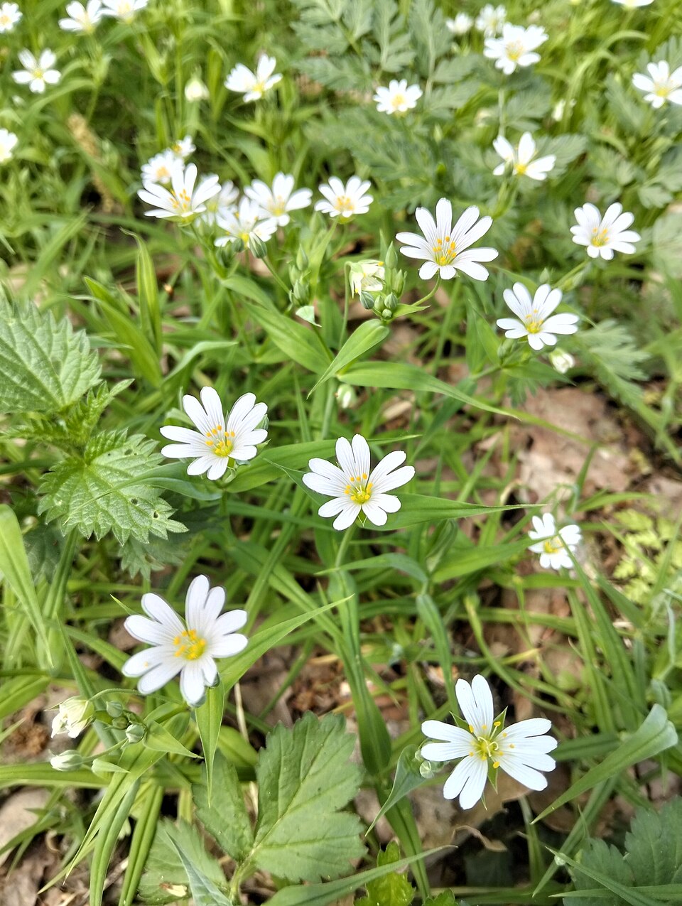 Zdjęcie ilustracyjne: Promno Landscape Park flowers (6).jpg