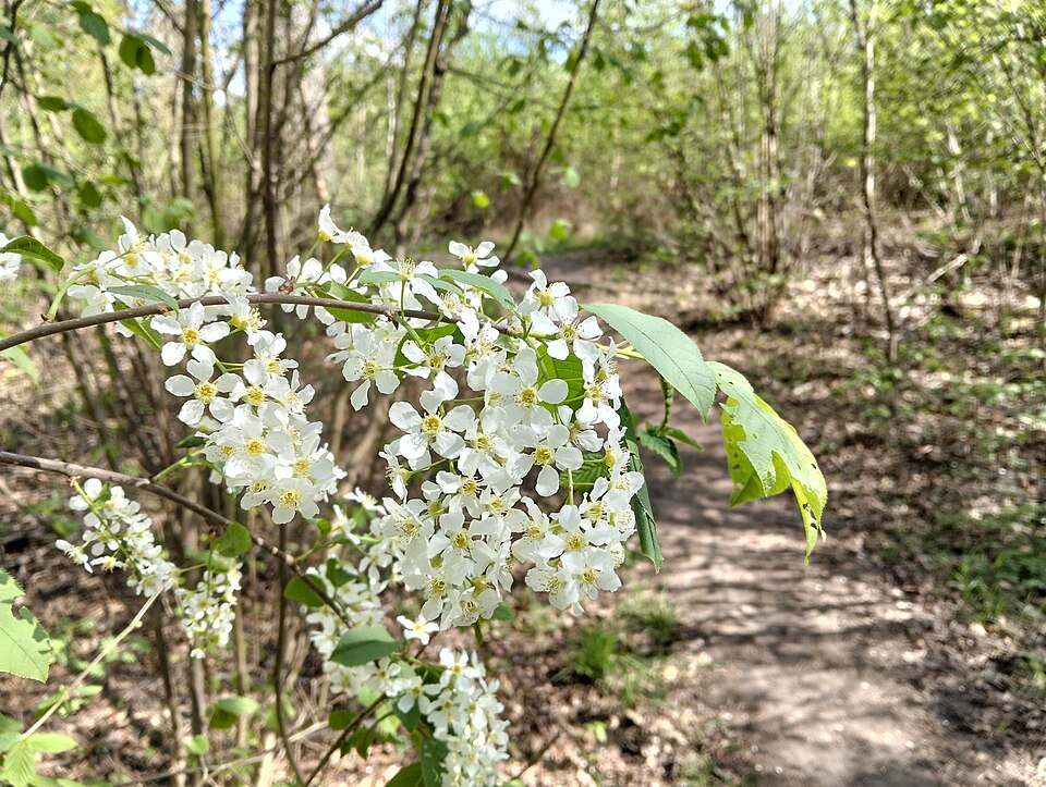 Zdjęcie ilustracyjne: Flowers of Promno Landscape Park (1).jpg