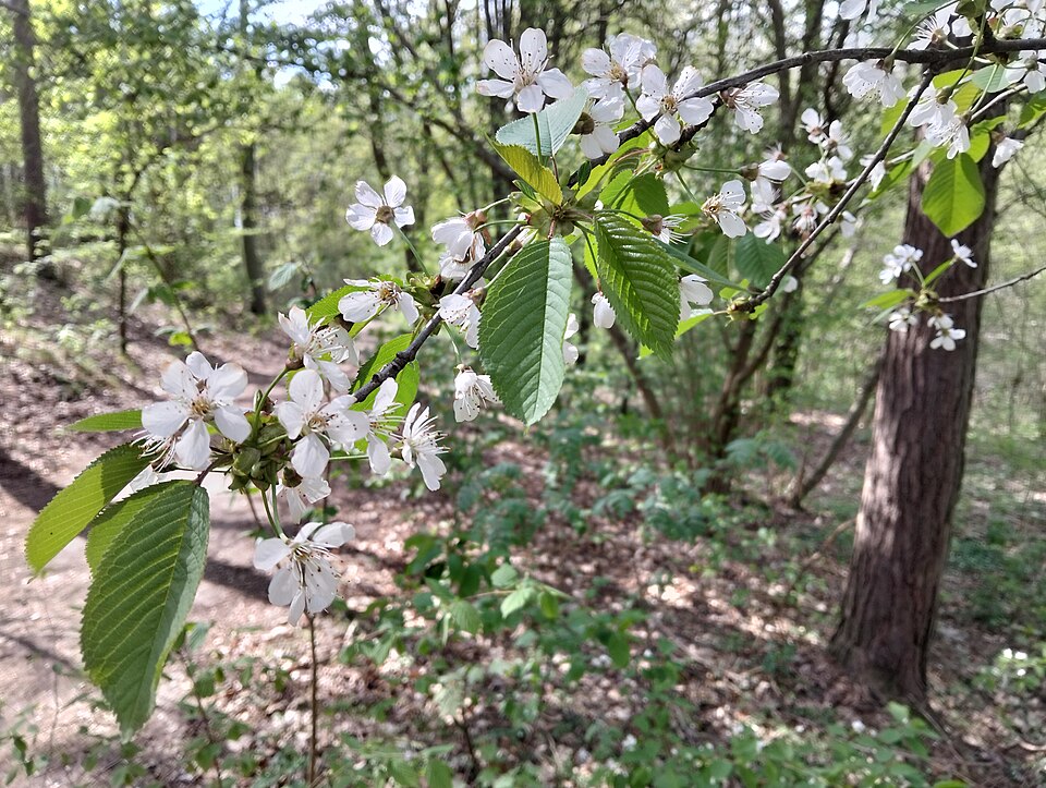 Zdjęcie ilustracyjne: Flowers of Promno Landscape Park.jpg