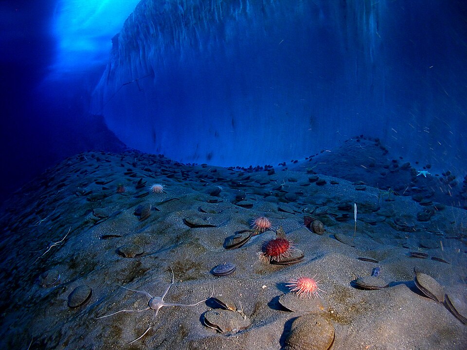 Zdjęcie ilustracyjne: Underwater mcmurdo sound.jpg