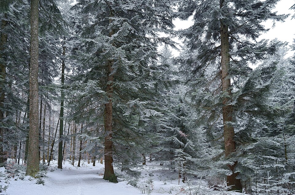 Zdjęcie ilustracyjne: Winter landscape of Carpathian forest.jpg