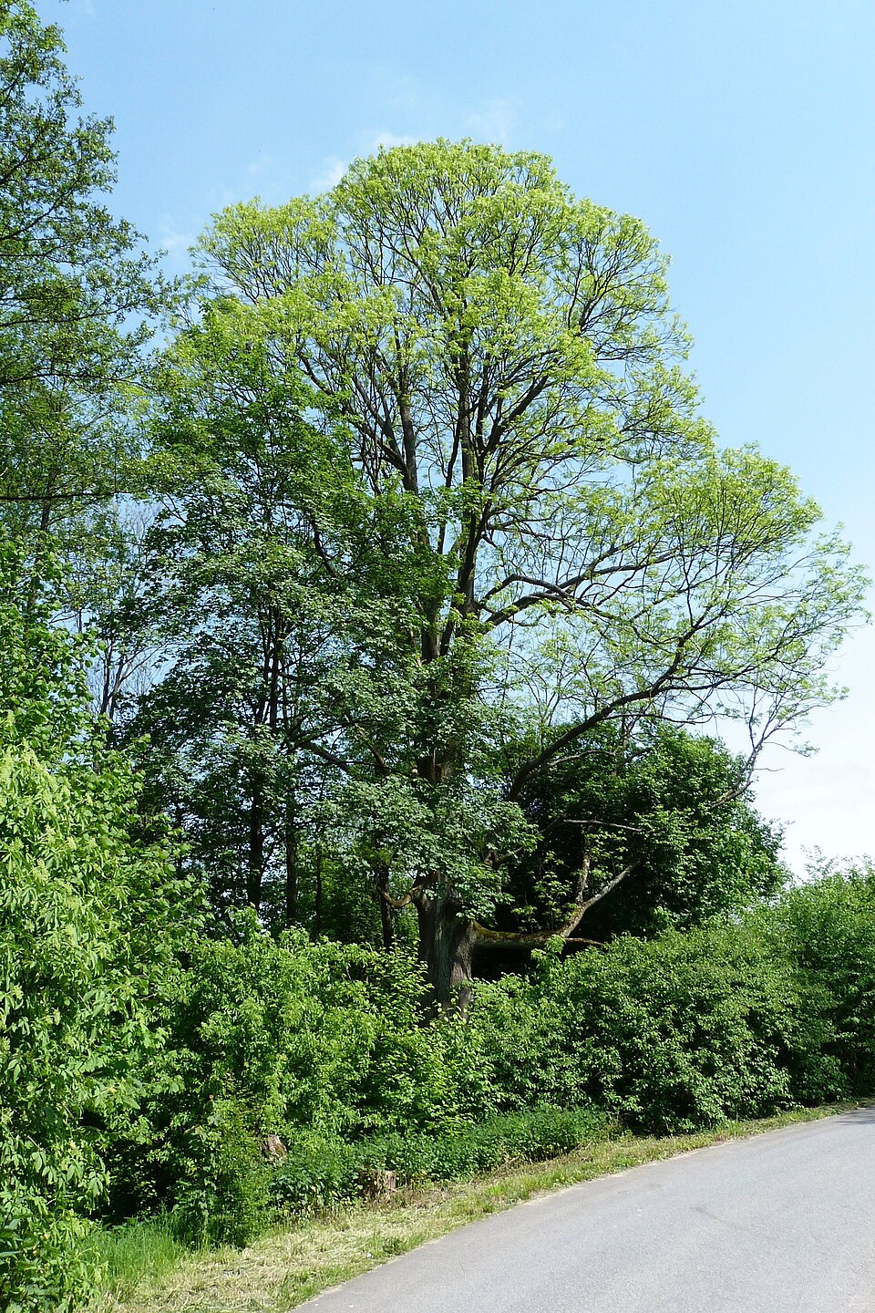 Zdjęcie ilustracyjne: Oblęgorek, Suchedniowsko-Oblęgorski Park Krajobrazowy - Jesion.jpg