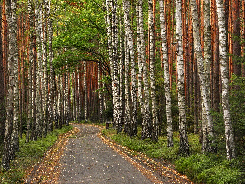 Zdjęcie ilustracyjne: Stobrawski Park Krajobrazowy - okolice Zagwiździa.jpg