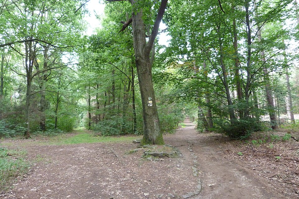 Zdjęcie ilustracyjne: Ślężański Park Krajobrazowy - pod Wieżycą 01.jpg