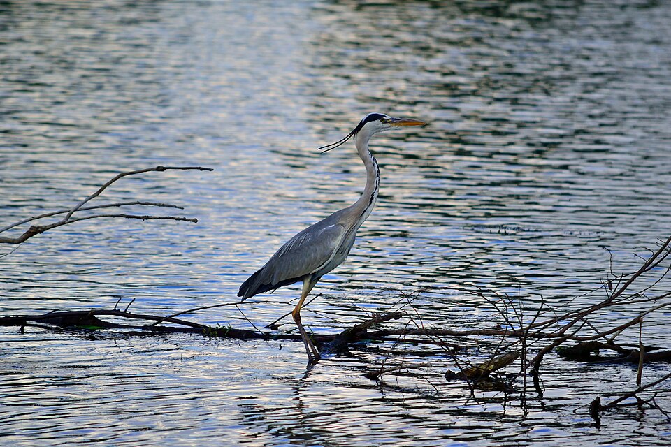Zdjęcie ilustracyjne: Grey Heron, Kanale Powodziowym, Wrocław, Poland.jpg