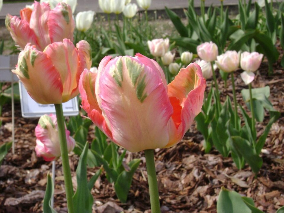 Zdjęcie ilustracyjne: Poland. Warsaw. Powsin. Botanical Garden 086.jpg