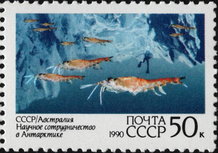 Zdjęcie ilustracyjne: The Soviet Union 1990 CPA 6216 stamp (Soviet-Australian scientific co-operation in Antarctica. Krill (marine biology research)).jpg